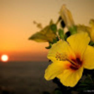 Meet your Posher, Kya